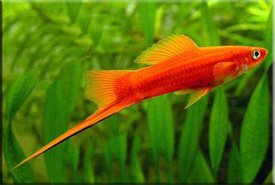 Меченосец (Xiphophorus helleri) — Аквариумные рыбки
